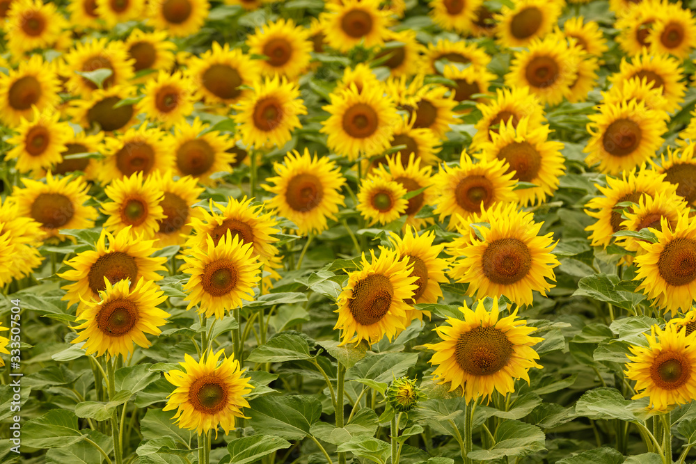 Sunflower field landscape. field of blooming sunflowers on a background sunset. Sunflower natural background, Sunflower blooming Sunflower field landscape. field of blooming sunflowers on a background sunset. Sunflower natural background, Sunflower blooming