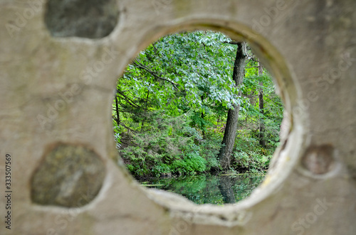 a view into the forest