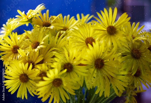 Yellow Doronikum flowers on a blue background photo