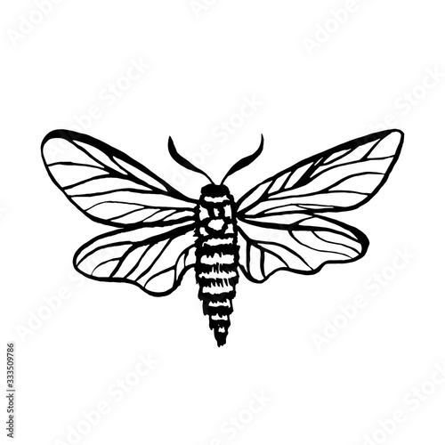vector moth, night butterfly drawing, hand drawing silhouette illustration