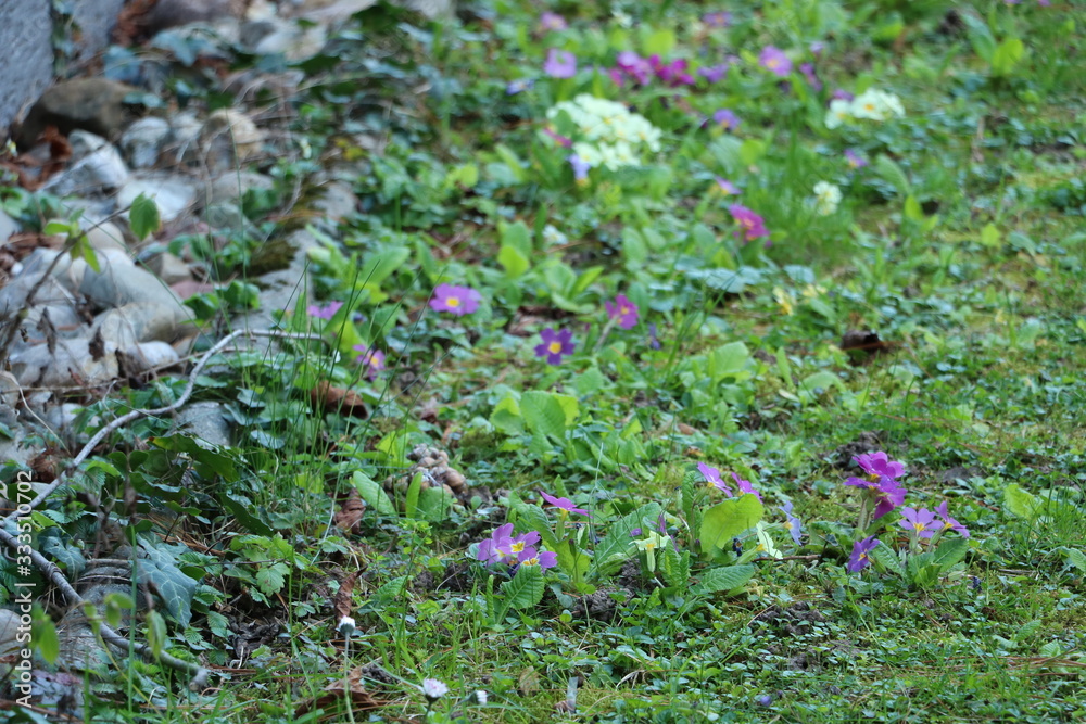 blumen blumen