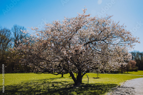Cherry blossom tree blooming in early spring