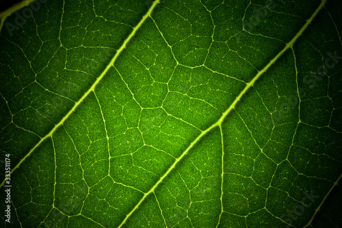 macro leaf veins