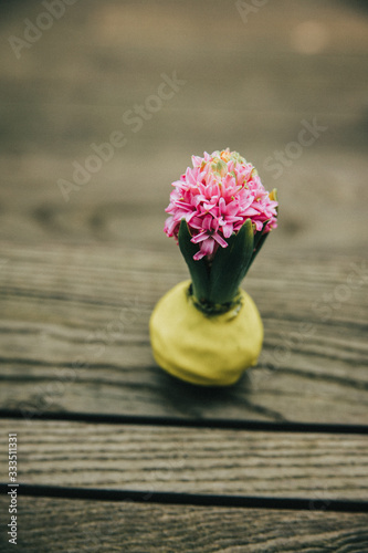 Small hyacinth starting to grow and bloom