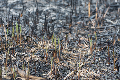 Fire in the meadow. The first green seedlings of green grass after a conflagration.