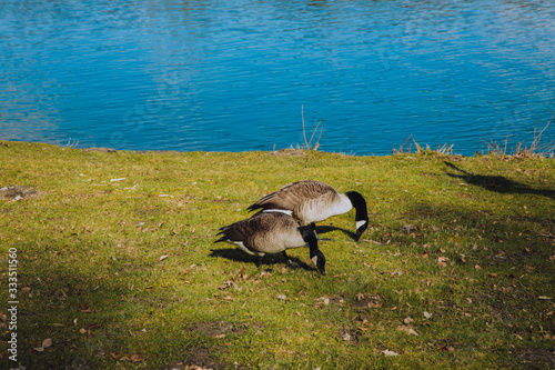 Two geese eating grass next to a lake