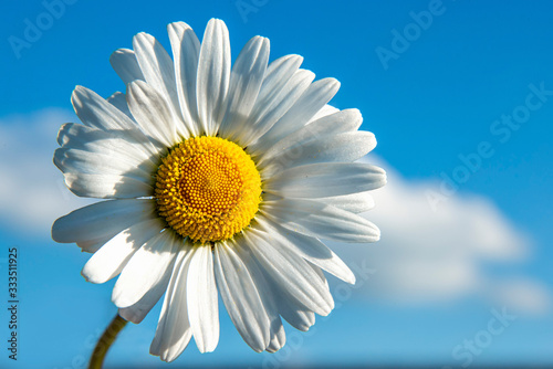 single marguerite with blue sky