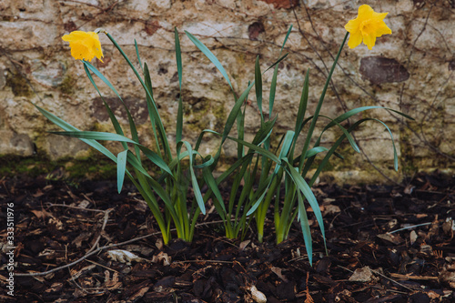 Daffodils blooming in early spring