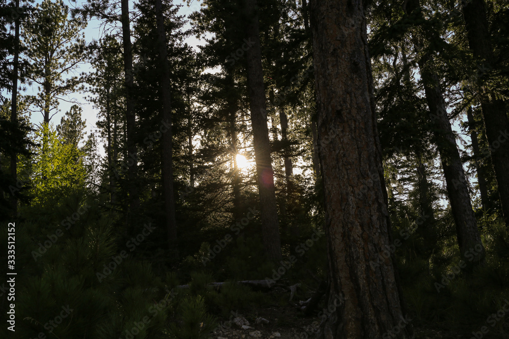 morning in the forest morning in the forest