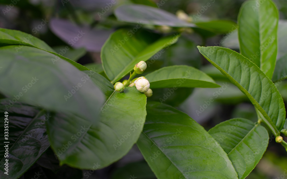 Obraz premium tropical lemon blossom buds in between the big green leaves. close up