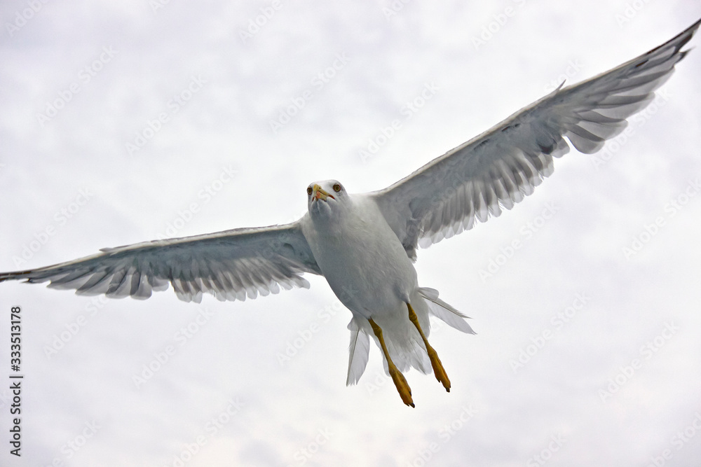 Fototapeta premium Beautiful seagull against the sky