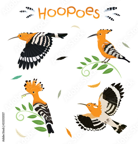 Hoopoe birds pattern