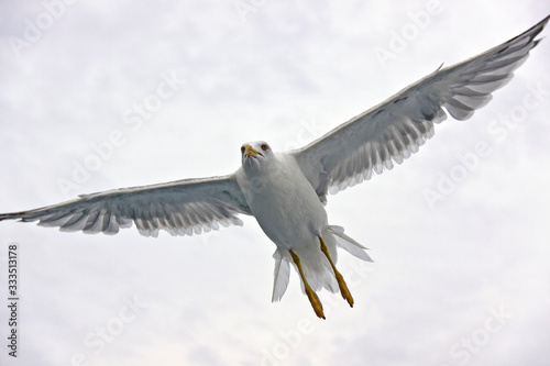 Beautiful seagull against the sky