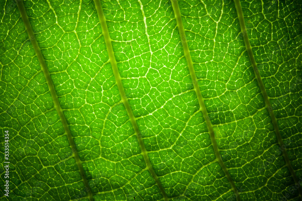 leaf veins texture extreme macro leaf veins texture extreme macro