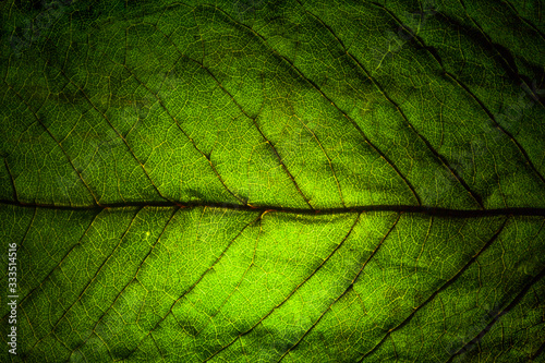 leaf veins macro