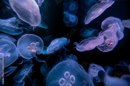 Aurelia Qualle Medusen Schwarm blau