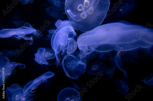 Aurelia Qualle Medusen Schwarm blau