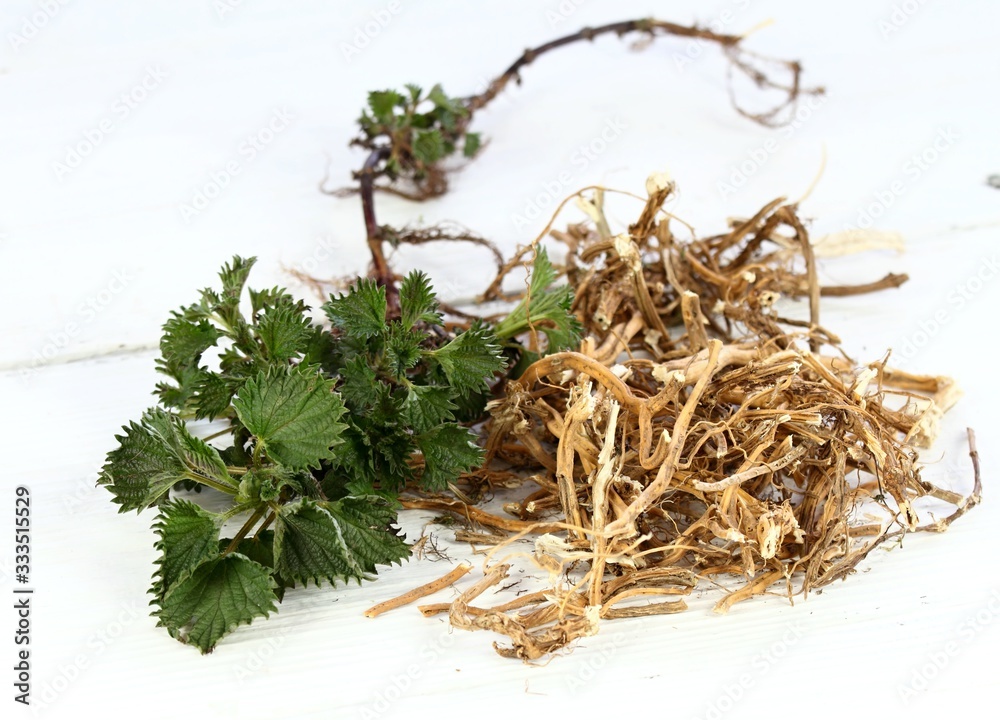 Dried nettle roots and fresh plant. Urtica diocica on white table. Nettle  roots and leaves are good for hair growing and regeneration. Help against  loosing hair. Stock Photo | Adobe Stock