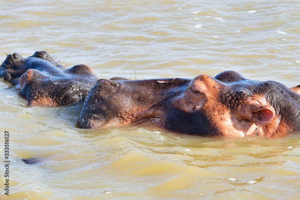 Fototapeta premium hippos in St.Lucia lake in South Africa
