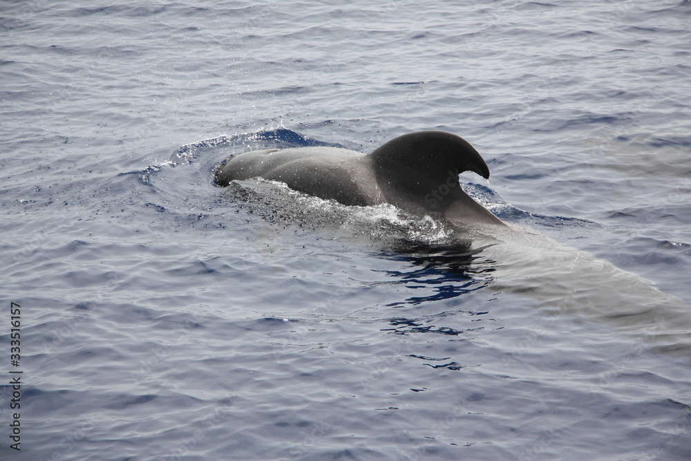 Fototapeta premium Tenerife landscapes