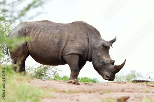 majestic rhino on white backgroundin Imfolozi game reserve in South Africa