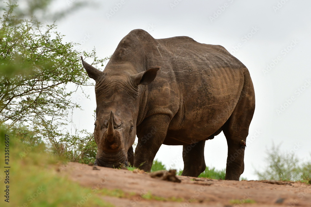 majestic rhino on white backgroundin Imfolozi game reserve in South Africa majestic rhino on white backgroundin Imfolozi game reserve in South Africa