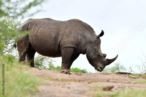 majestic rhino on white backgroundin Imfolozi game reserve in South Africa