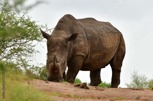 majestic rhino on white backgroundin Imfolozi game reserve in South Africa
