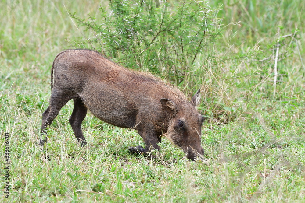 grazing warthog in Imfolozi nature reserve in South Africa grazing warthog in Imfolozi nature reserve in South Africa