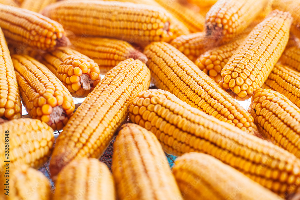 Many ears of yellow dry corn in the sunlight. Corn storage. Many ears of yellow dry corn in the sunlight. Corn storage.