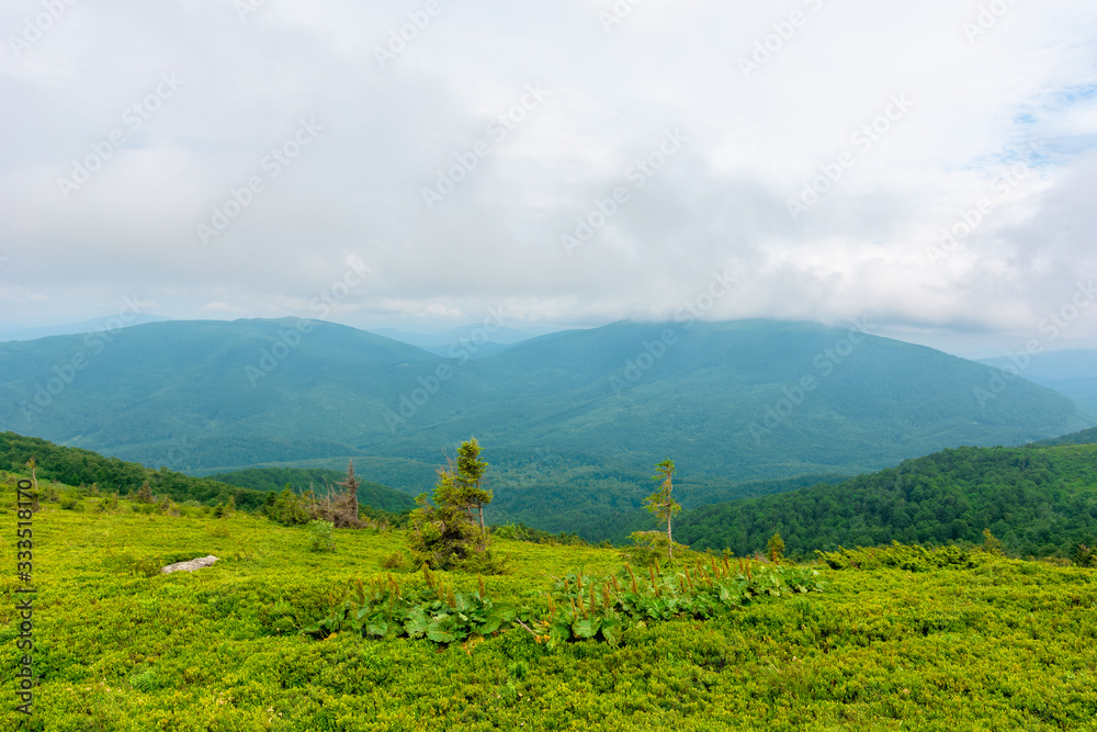 alpine meadows of mnt. runa, ukraine. beautiful nature scenery of carpathian mountains in summer. cloudy weather