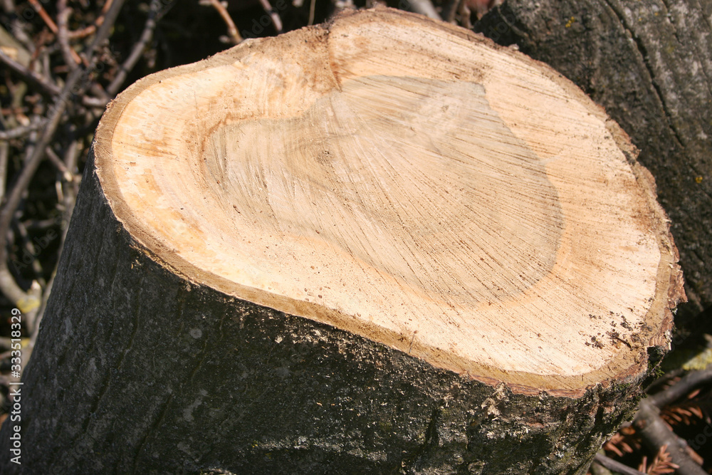 a firewood from a nut tree in the garden a firewood from a nut tree in the garden