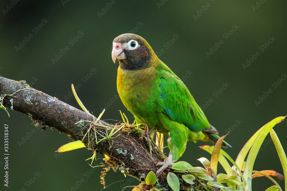 Brown-hooded parrot (Pyrilia haematotis)