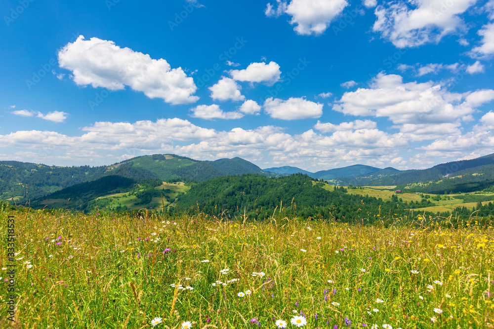 summer scenery of mountainous countryside. alpine hay fields with wild ...