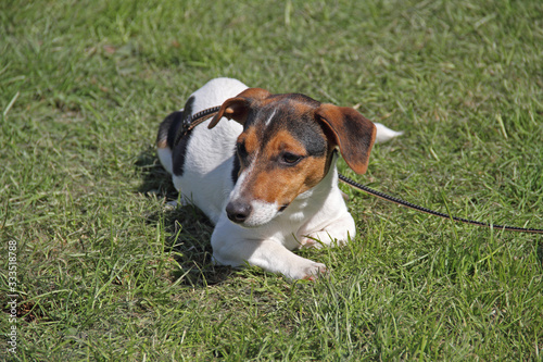 Russel Terrier