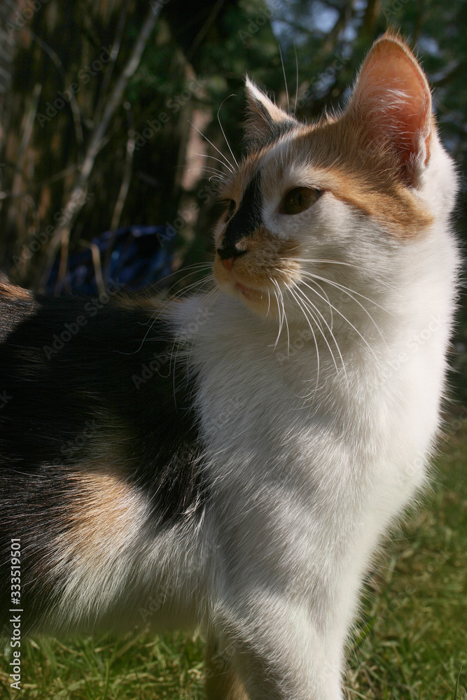 Fototapeta premium a cute cat in the spring garden