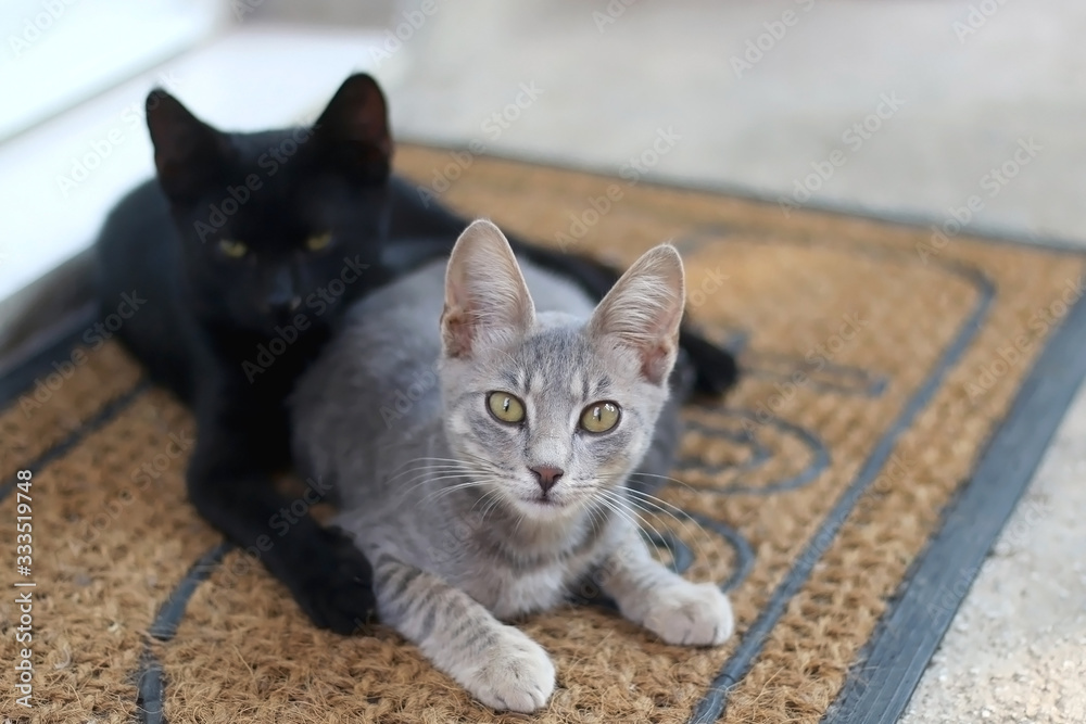 Two kittens sitting together in a yard. Selective focus. Two kittens sitting together in a yard. Selective focus.