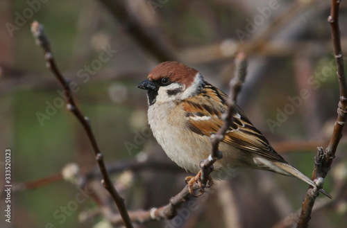 Tree sparrow on branch, passer montanus