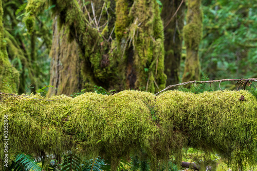 moss on the trees in Olympic National Park in Washington