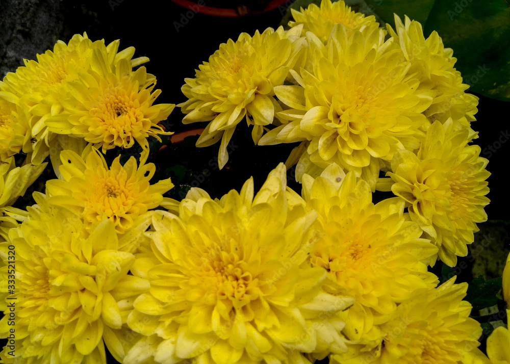 Obraz premium bouquet of yellow flowers