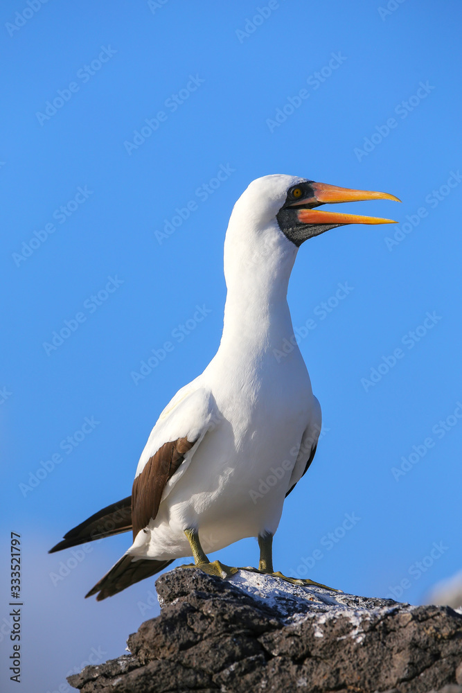Nazca booby on Espanola Island, Galapagos National park, Ecuador. Nazca booby on Espanola Island, Galapagos National park, Ecuador.