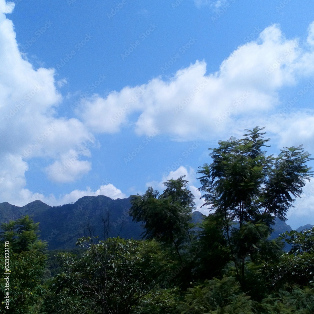 trees and blue sky