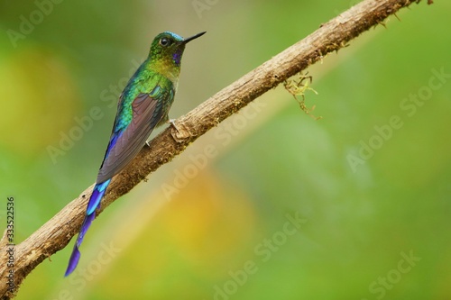 Best hummingbird in Costa Rica. Wildlife scene from nature. Birdwatching in South America, Trinidad, Tobago, Panama. © Miroslav