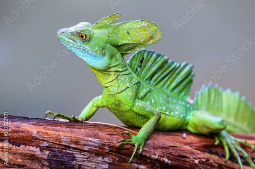 Male plumed basilisk (Basiliscus plumifrons) sitting on a log, Costa Rica