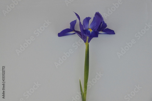  On a white background spring flower of blue fresh iris.