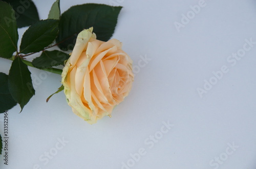 On a white background lies a beautiful fresh rose with green leaves.