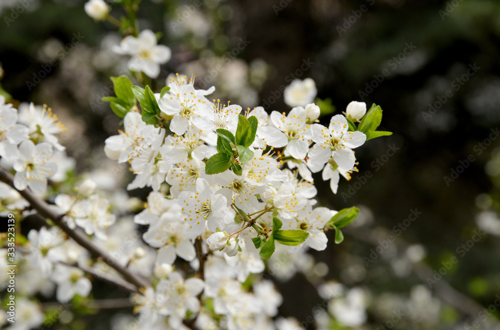 white flowers of a tree in spring