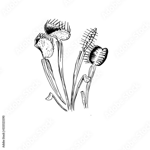 graphic drawing of a venus flytrap