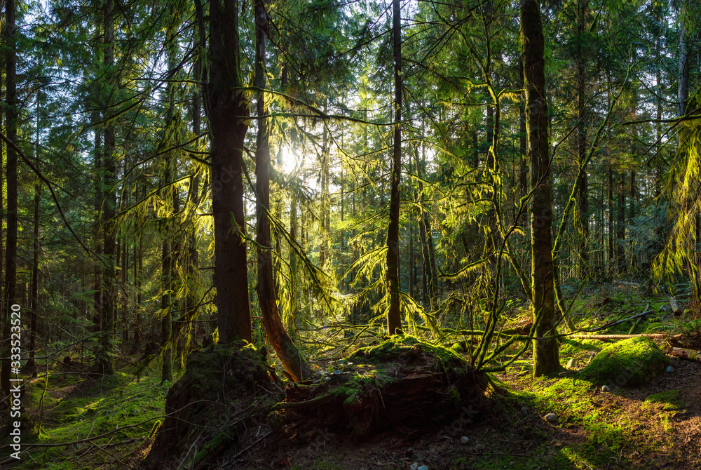 Beautiful Panoramic View of the Enchanted Rain Forest during a vibrant sunny winter day. Taken in Belcarra, Vancouver, British Columbia, Canada. Nature Panorama Background Beautiful Panoramic View of the Enchanted Rain Forest during a vibrant sunny winter day. Taken in Belcarra, Vancouver, British Columbia, Canada. Nature Panorama Background