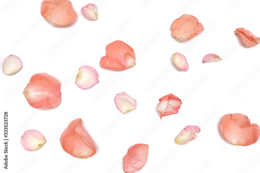 In selective focus of sweet orange rose corollas on white isolated background and colorful flora details In selective focus of sweet orange rose corollas on white isolated background and colorful flora details